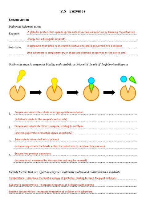 30 Enzymes Worksheet Answer Key | Education Template
